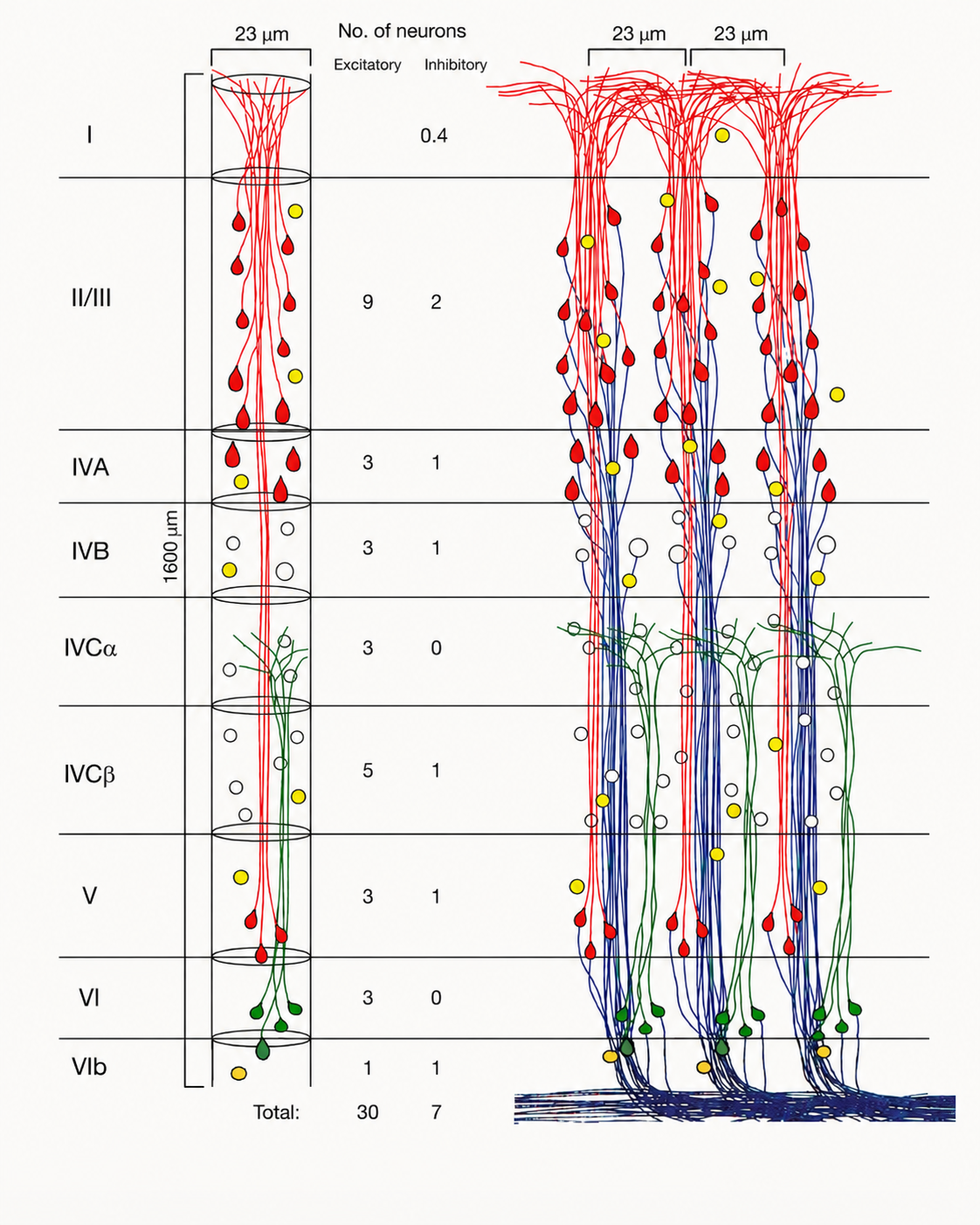 Cross-section of a single neocortical minicolumn, showing layers I, II/III, IVA, IVB, IVCα, IVCβ, V, VI and VIb with excitatory and inhibitory neuron counts per layer.